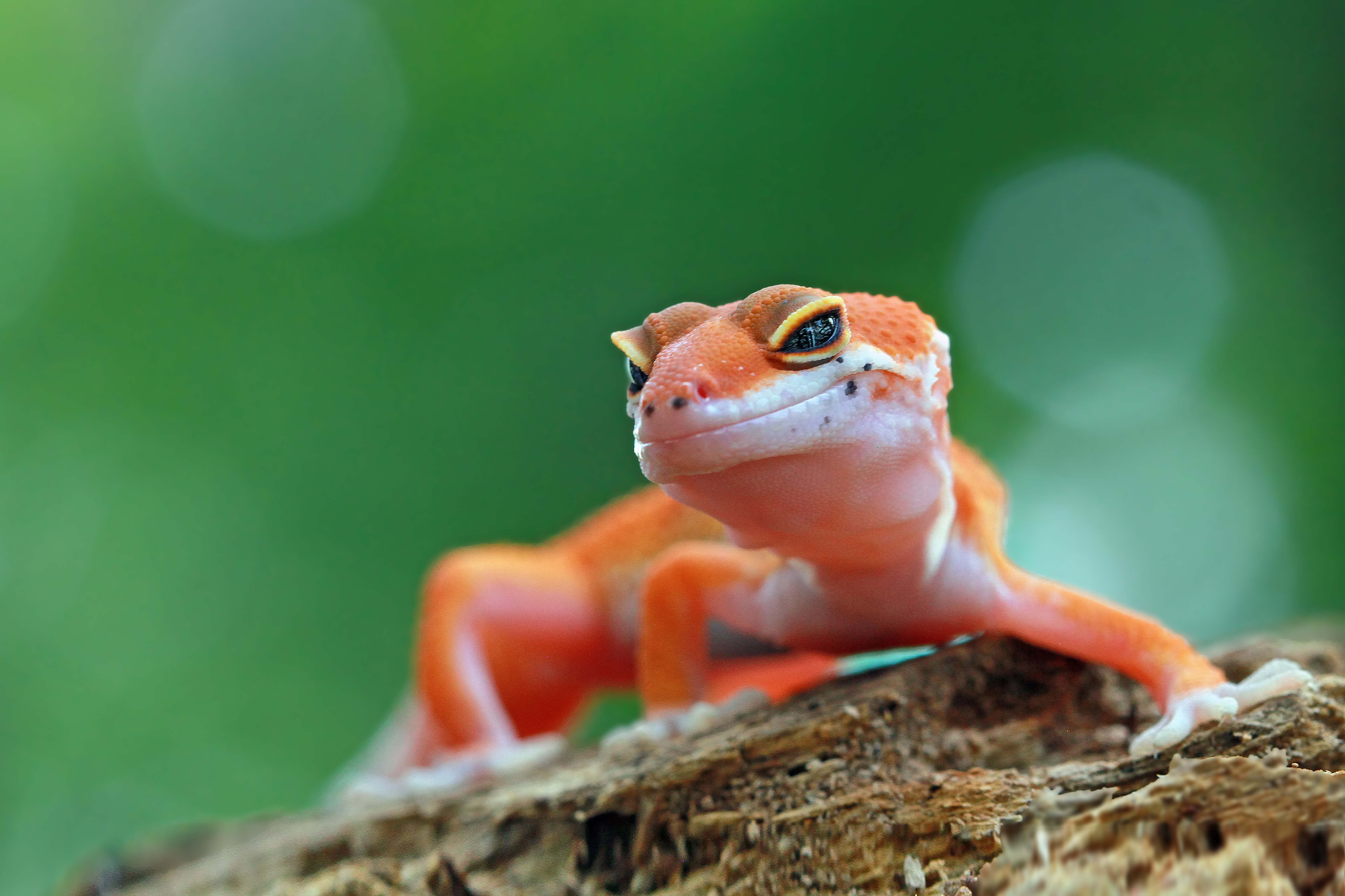 爬虫類ケージ 110×40×40 小動物 レオパ リクガメ フトアゴ ふさわしい