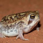 レオパの繁殖方法 初心者編 Zooo