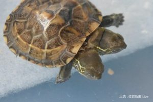 Zooo 爬虫類 両生類の飼育ガイド