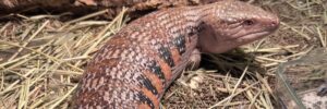 岩手県の爬虫類ショップEvolution of Reptiles エボリューションオブレプタイルズ