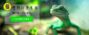 佐賀県の爬虫類ショップいきもの商店くすくす
