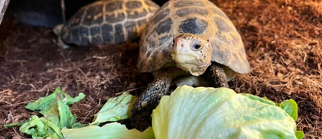 香川県の爬虫類ショップ ​​TORTUGA